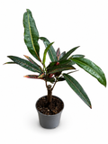 Codiaeum variegatum Nervia (15cm Hoch)