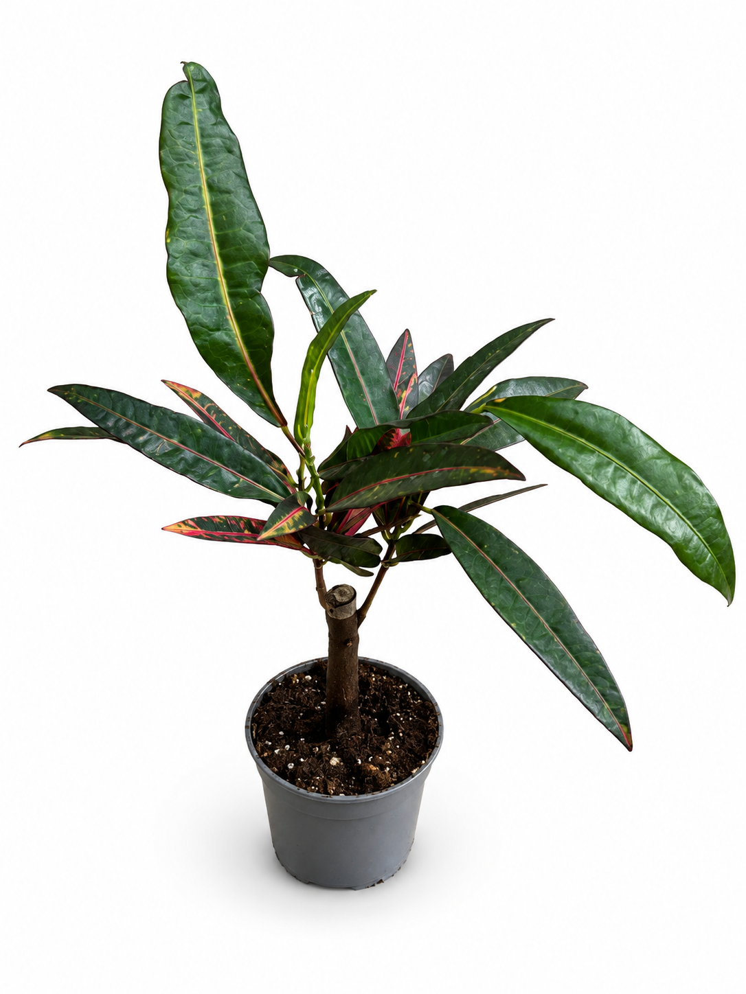 Codiaeum variegatum Nervia (15cm Hoch)