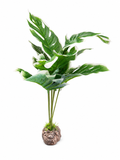 Hobby Monstera White