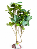 Hobby Schefflera Kunstpflanze
