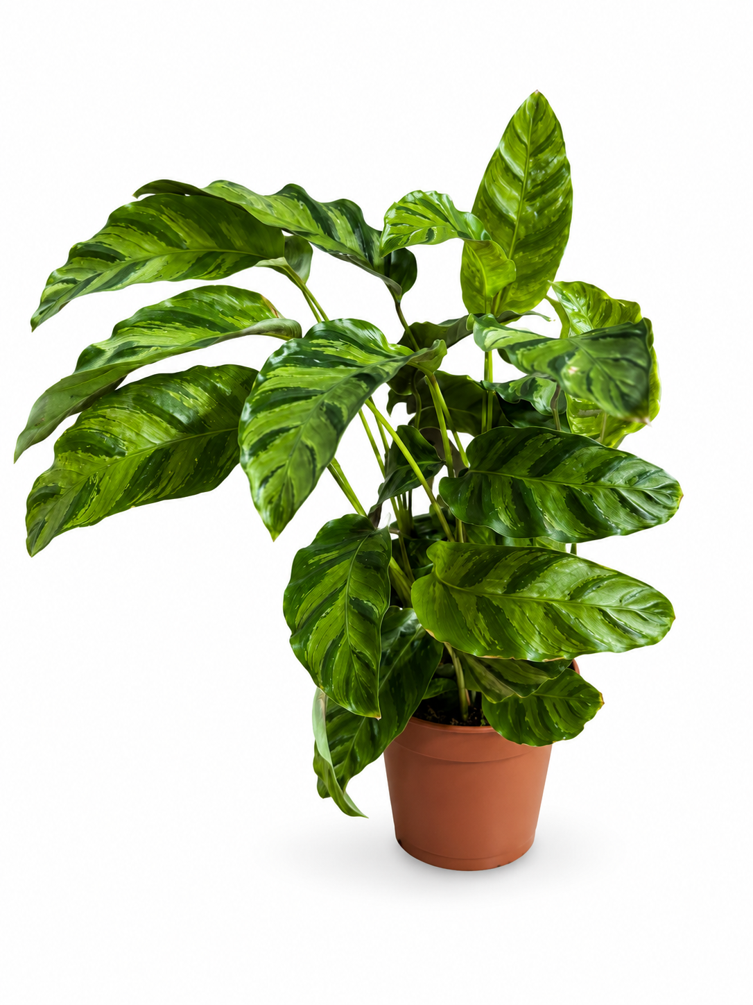 Calathea lancifolia (40cm Hoch)