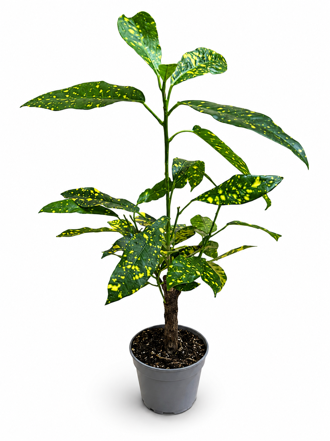 Codiaeum variegatum Eleanor Roosevelt (20cm Hoch)
