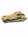 Repto Crocodile