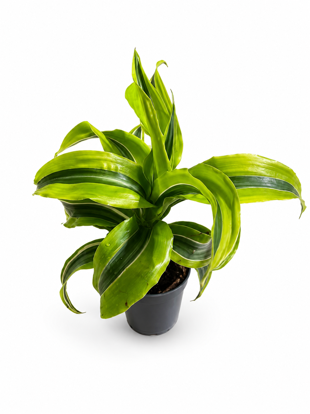 Dracaena Fragrans Lemon Lime (10cm Hoch)