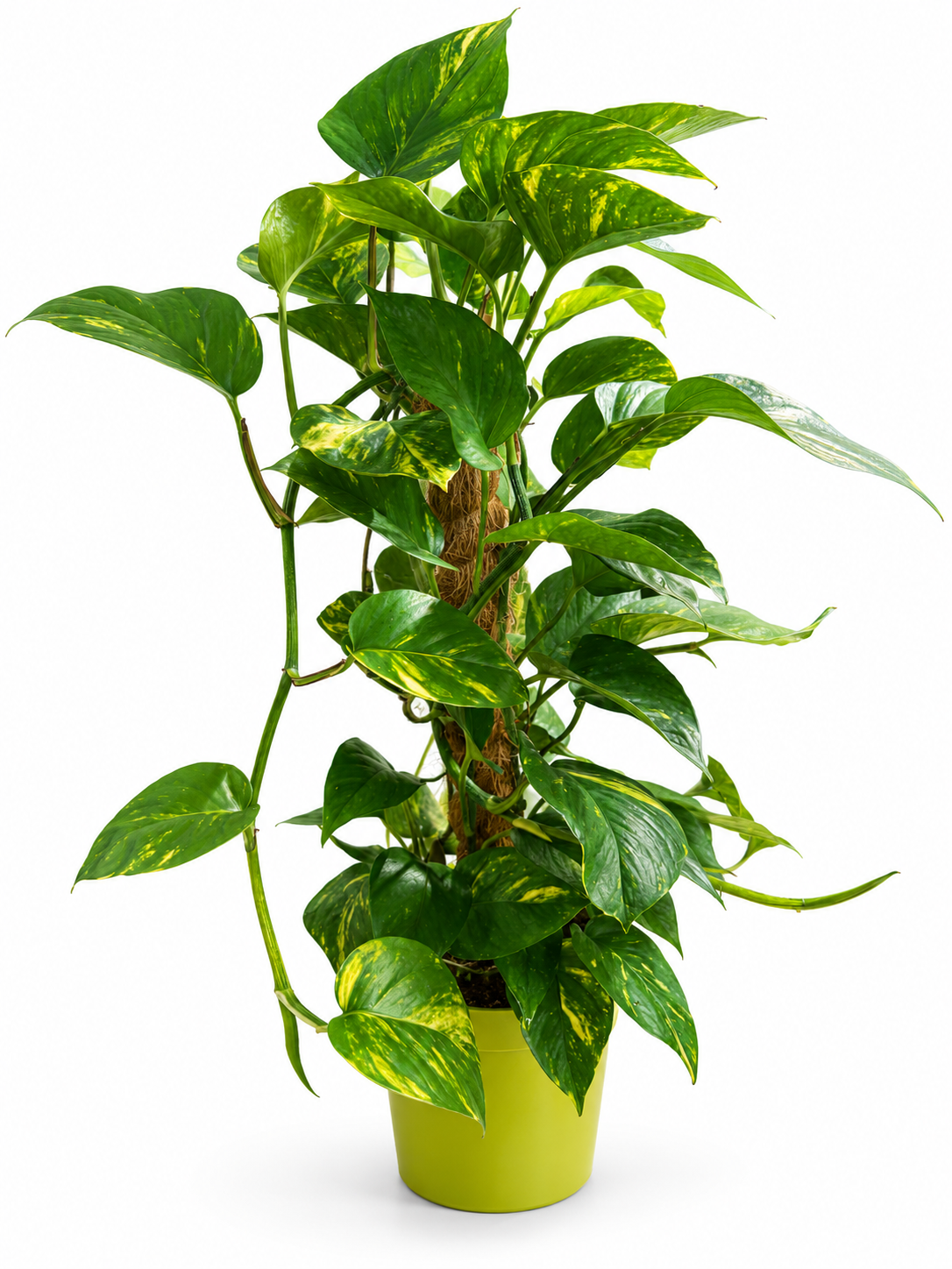 Epipremnum pinnatum am Moosstab (60cm Hoch)