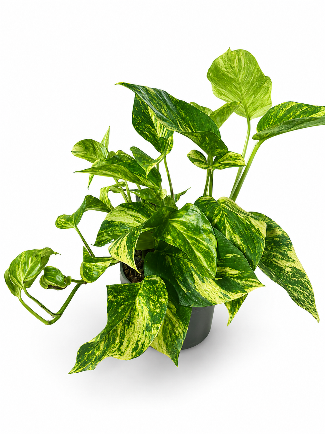 Epipremnum aureum (30cm Hoch)