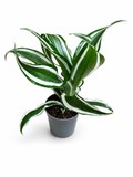 Dracaena fragrans White Stripe (10cm Hoch)