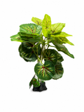 ReptoPlant Standing Round Leaves