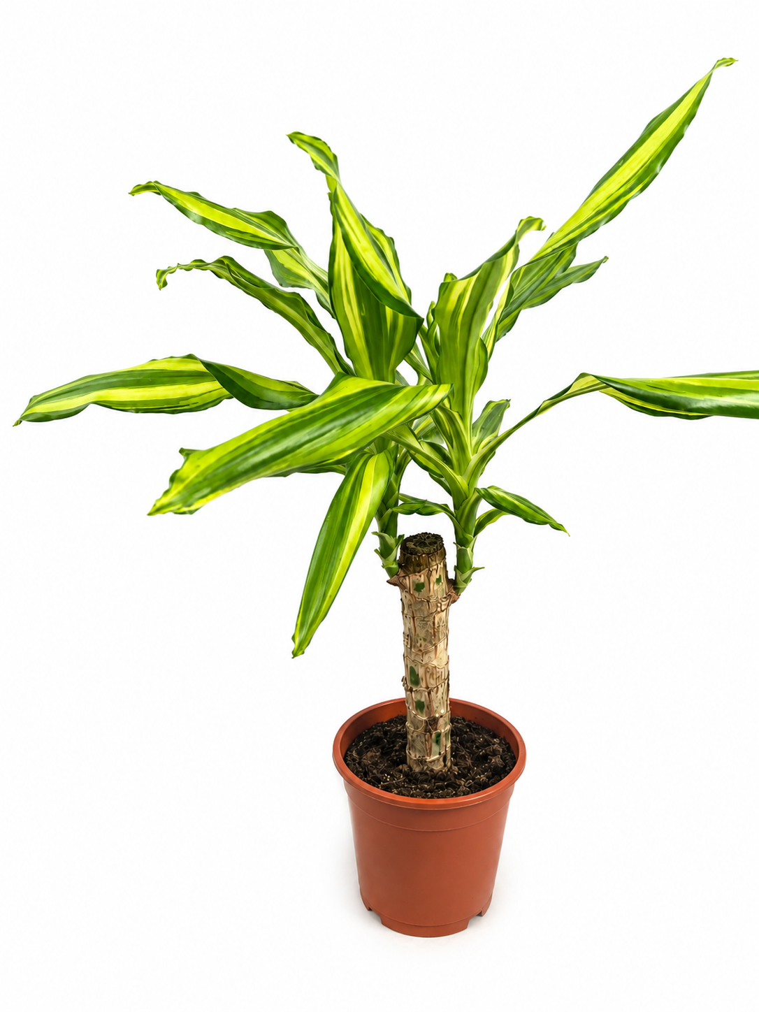 Dracaena Fragrans Massangeana (30cm Hoch)