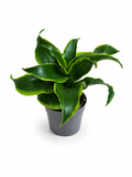Dracaena fragrans ‘Janet Craig Compacta (10cm Hoch)