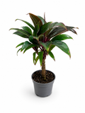 Cordyline fruticosa (20cm Hoch)