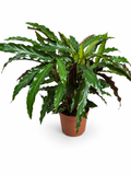 Calathea lancifolia (40cm Hoch)