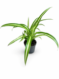 Chlorophytum comosum (10cm Hoch)