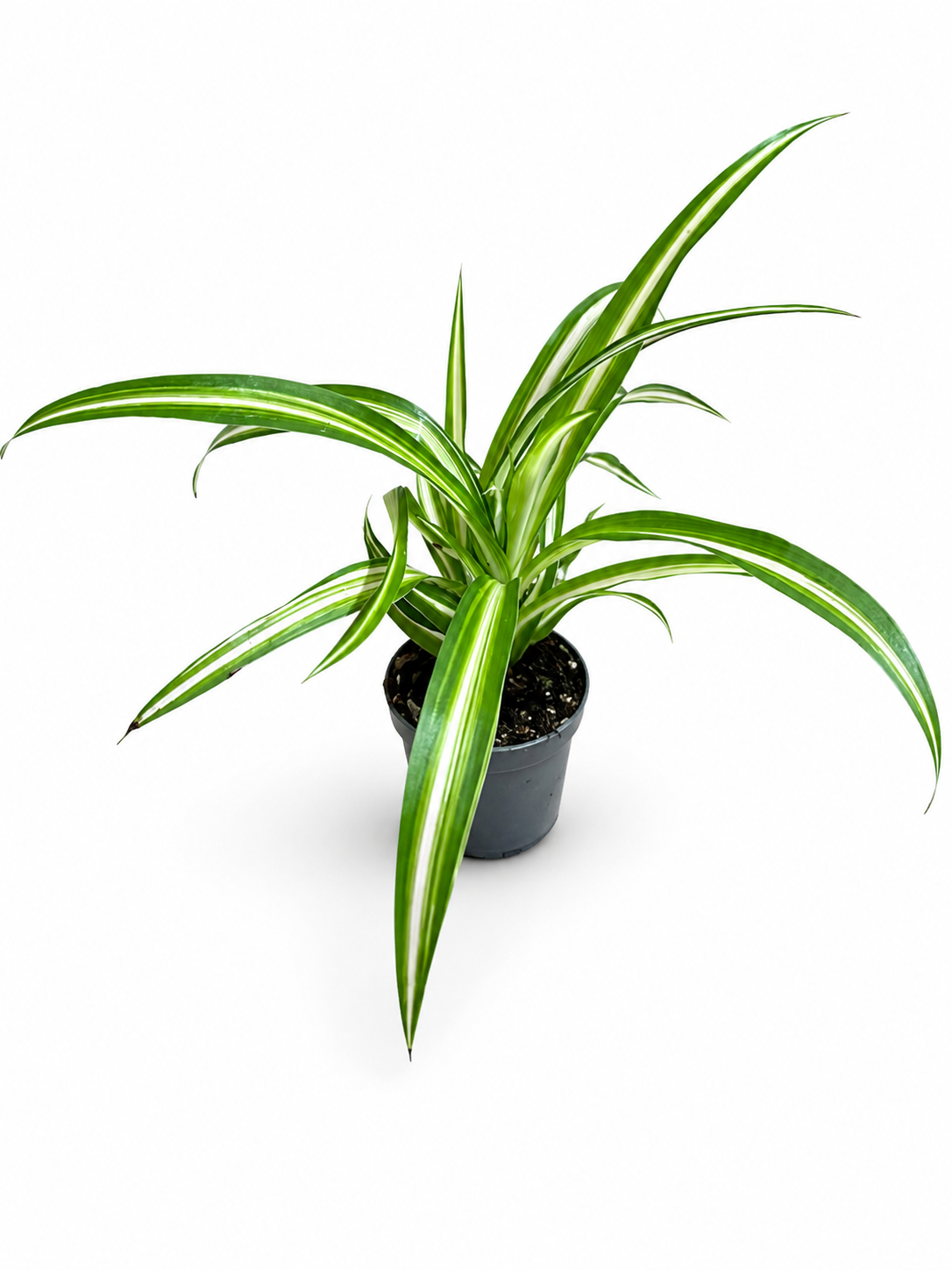 Chlorophytum comosum (10cm Hoch)